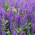 Salvia nemorosa 'Blue Bouquetta'.JPG