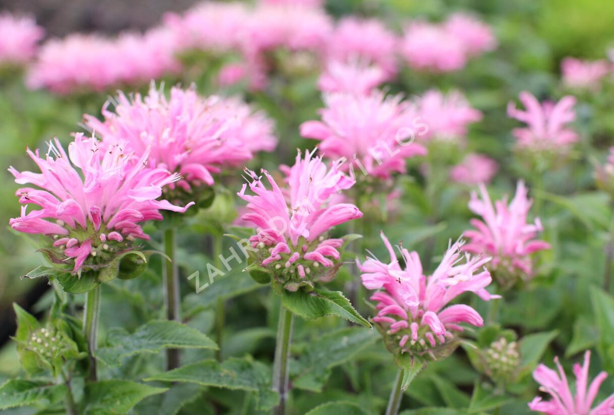 Zavinutka 'Sugar Buzz Pink Frosting'' - Monarda 'Sugar Buzz Pink Frosting'
