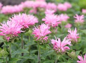Zavinutka 'Sugar Buzz Pink Frosting'' - Monarda 'Sugar Buzz Pink Frosting'