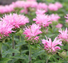 Zavinutka 'Sugar Buzz Pink Frosting'' - Monarda 'Sugar Buzz Pink Frosting'