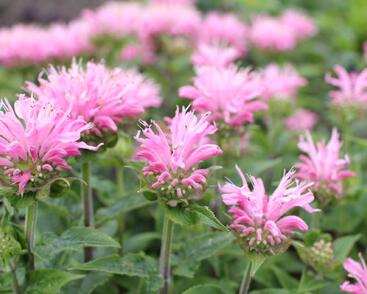 Zavinutka 'Sugar Buzz Pink Frosting''