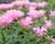 Zavinutka 'Sugar Buzz Pink Frosting''