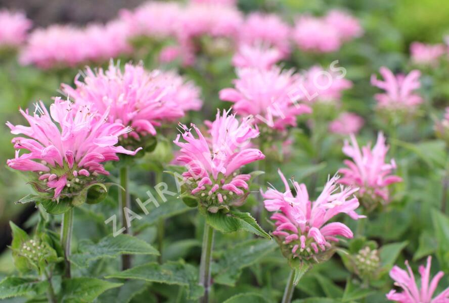 Zavinutka 'Sugar Buzz Pink Frosting'' - Monarda 'Sugar Buzz Pink Frosting'