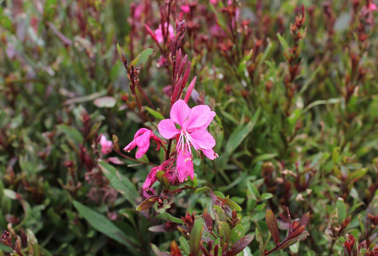 Svíčkovec 'Flamingo Pink' - Gaura lindheimeri 'Flamingo Pink'