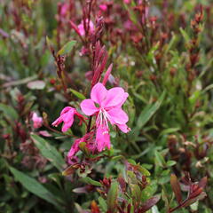 Svíčkovec 'Flamingo Pink' - Gaura lindheimeri 'Flamingo Pink'