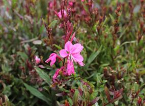 Svíčkovec 'Flamingo Pink' - Gaura lindheimeri 'Flamingo Pink'