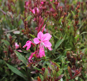 Svíčkovec 'Flamingo Pink' - Gaura lindheimeri 'Flamingo Pink'