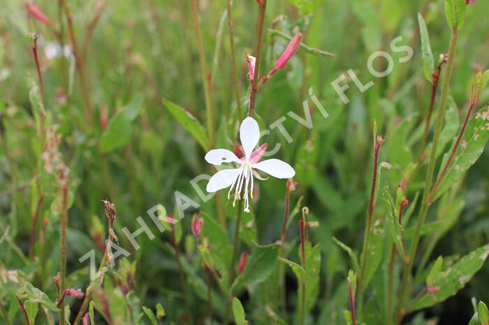 Svíčkovec 'Ellura' - Gaura lindheimeri 'Ellura'