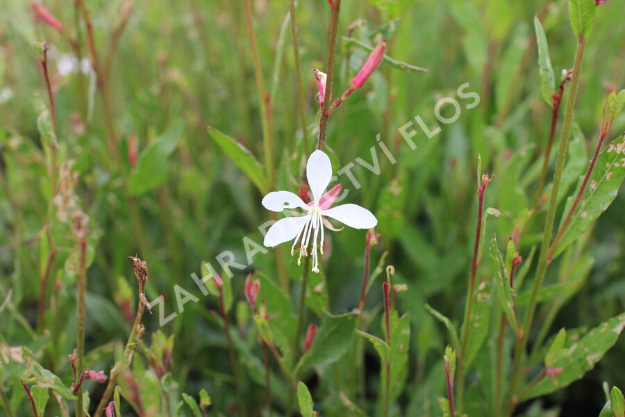 Svíčkovec 'Ellura' - Gaura lindheimeri 'Ellura'