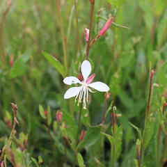 Svíčkovec 'Ellura' - Gaura lindheimeri 'Ellura'