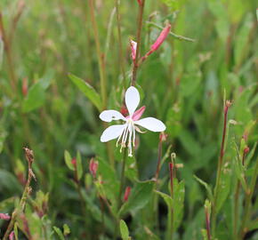 Svíčkovec 'Ellura' - Gaura lindheimeri 'Ellura'