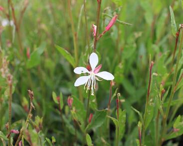Svíčkovec 'Ellura'