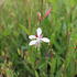 Gaura lindheimeri 'Ellura'.JPG
