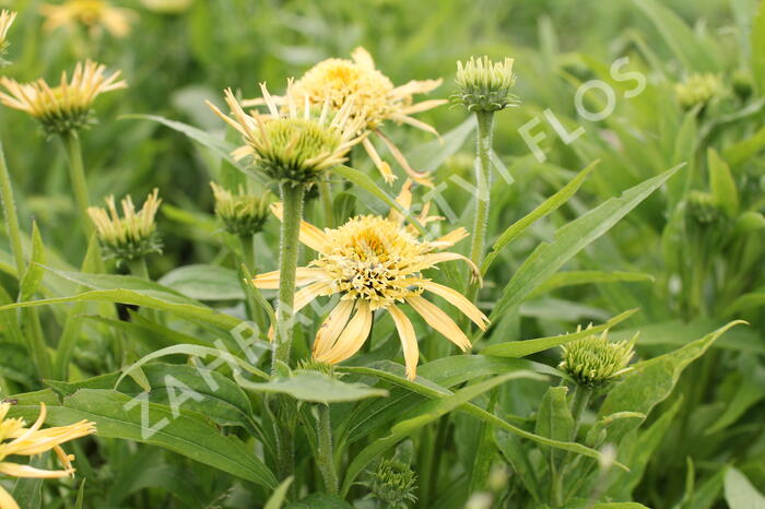 Třapatkovka nachová 'Papallo Semi Double Peach' - Echinacea purpurea 'Papallo Semi Double Peach'