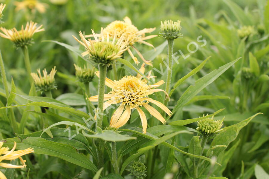 Třapatkovka nachová 'Papallo Semi Double Peach' - Echinacea purpurea 'Papallo Semi Double Peach'