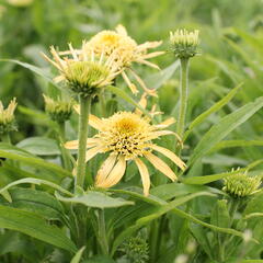 Třapatkovka nachová 'Papallo Semi Double Peach' - Echinacea purpurea 'Papallo Semi Double Peach'