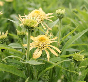 Třapatkovka nachová 'Papallo Semi Double Peach' - Echinacea purpurea 'Papallo Semi Double Peach'