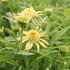 Echinacea purpurea 'Papallo Semi Double Peach'.JPG