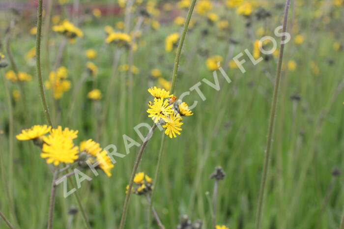 Jestřábník huňatý - Hieracium villosum
