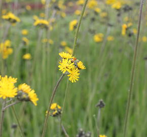Jestřábník huňatý - Hieracium villosum