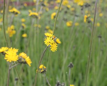 Jestřábník huňatý