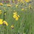 Hieracium villosum.JPG