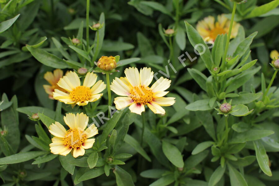 Krásnoočko velkokvěté Solanna 'Sunset Burst' - Coreopsis grandiflora Solanna 'Sunset Burst'