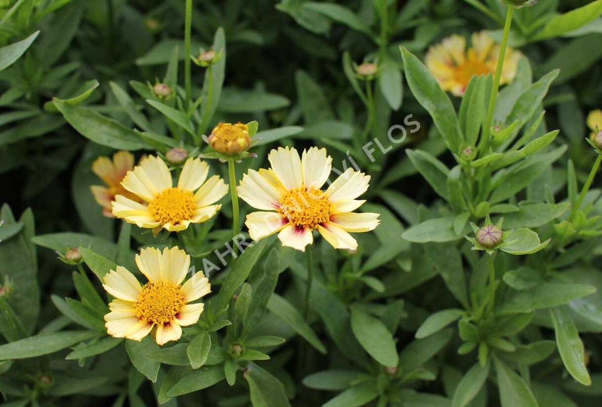Krásnoočko velkokvěté Solanna 'Sunset Burst' - Coreopsis grandiflora Solanna 'Sunset Burst'