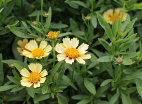 Krásnoočko velkokvěté Solanna 'Sunset Burst' - Coreopsis grandiflora Solanna 'Sunset Burst'