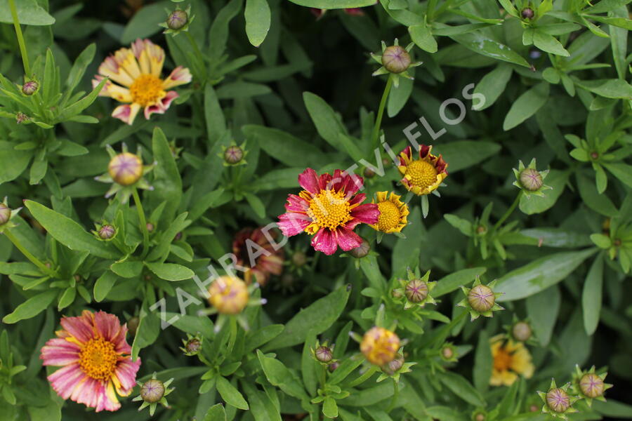 Krásnoočko velkokvěté Solanna 'Sunset Burst' - Coreopsis grandiflora Solanna 'Sunset Burst'