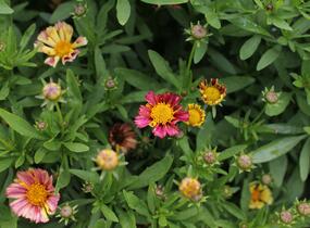 Krásnoočko velkokvěté Solanna 'Sunset Burst' - Coreopsis grandiflora Solanna 'Sunset Burst'