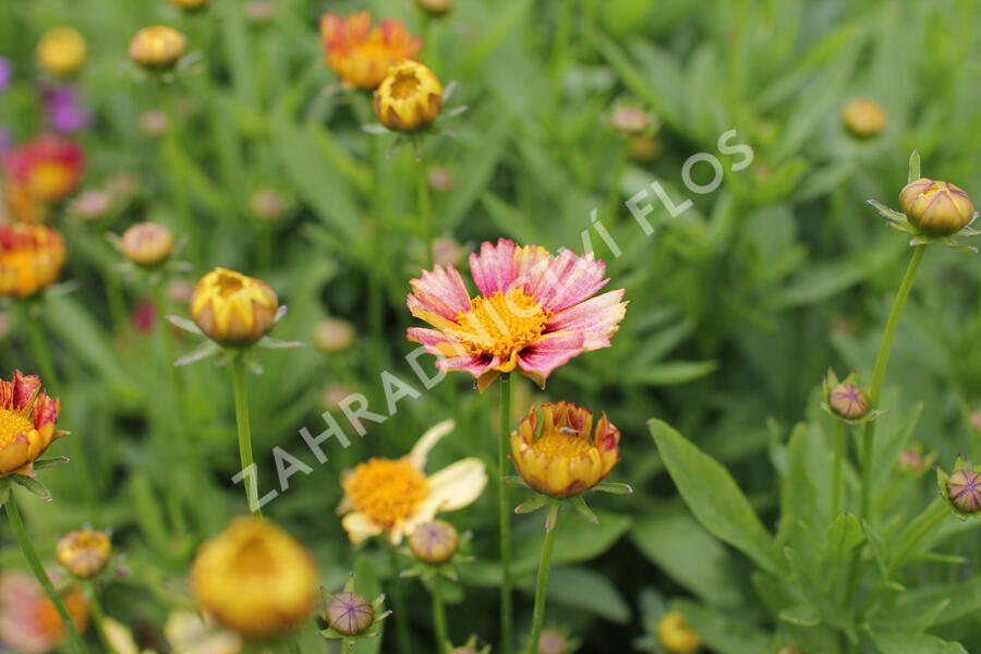 Krásnoočko velkokvěté Solanna 'Sunset Burst' - Coreopsis grandiflora Solanna 'Sunset Burst'