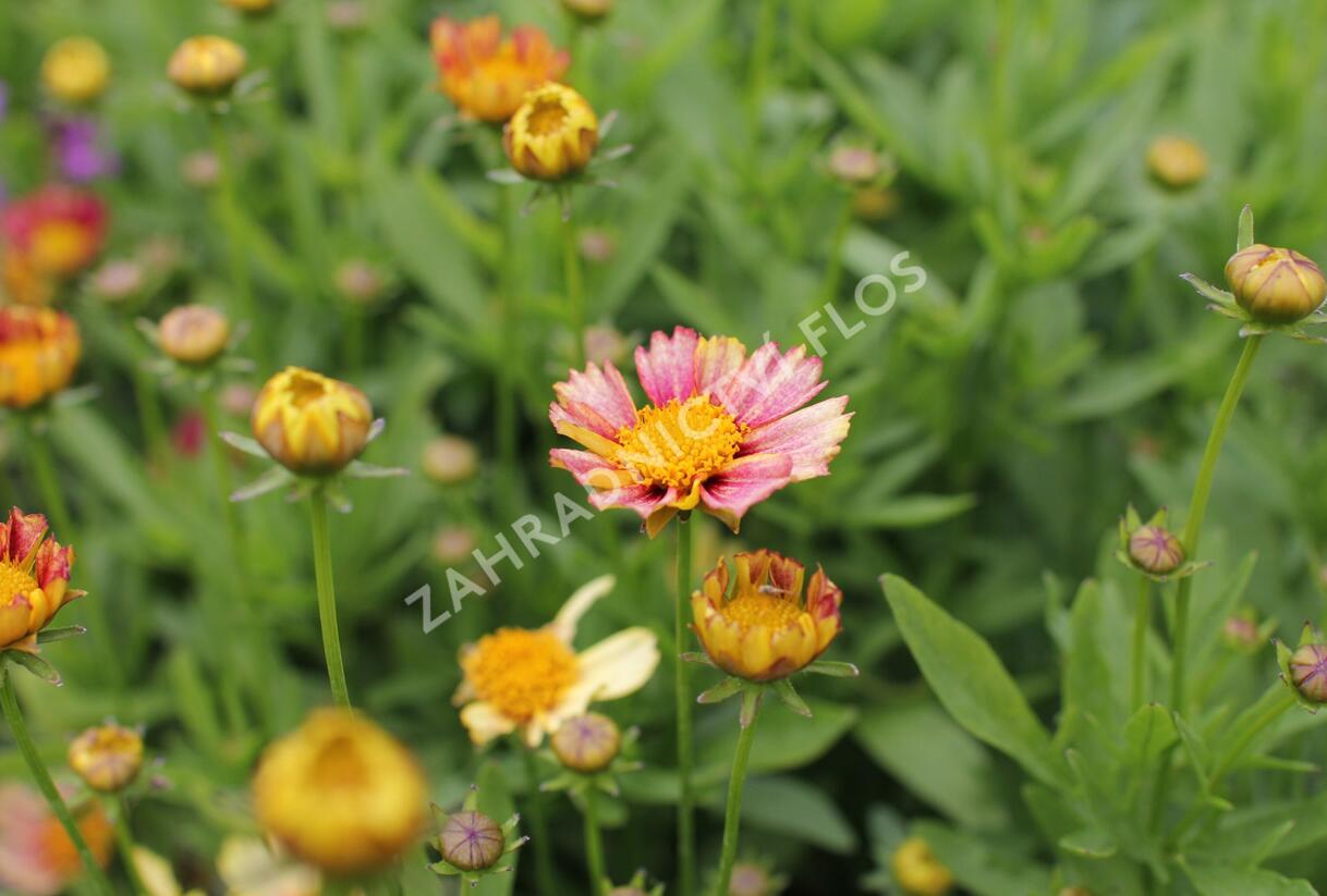 Krásnoočko velkokvěté Solanna 'Sunset Burst' - Coreopsis grandiflora Solanna 'Sunset Burst'