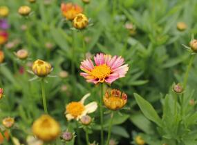 Krásnoočko velkokvěté Solanna 'Sunset Burst' - Coreopsis grandiflora Solanna 'Sunset Burst'