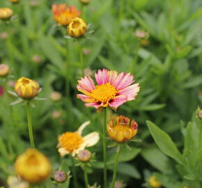 Krásnoočko velkokvěté Solanna 'Sunset Burst' - Coreopsis grandiflora Solanna 'Sunset Burst'