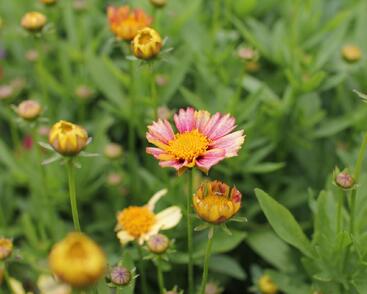 Krásnoočko velkokvěté Solanna 'Sunset Burst'