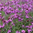 Trýzel 'Sunstrong Violet' - Erysimum 'Sunstrong Violet'