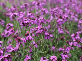 Trýzel 'Sunstrong Violet' - Erysimum 'Sunstrong Violet'