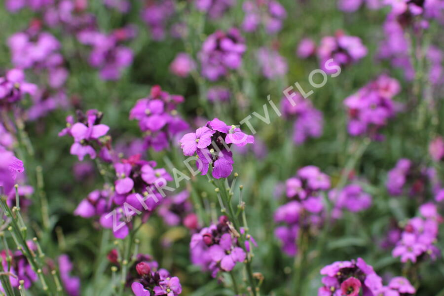 Trýzel 'Sunstrong Violet' - Erysimum 'Sunstrong Violet'