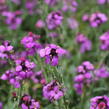 Trýzel 'Sunstrong Violet' - Erysimum 'Sunstrong Violet'