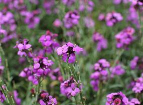 Trýzel 'Sunstrong Violet' - Erysimum 'Sunstrong Violet'