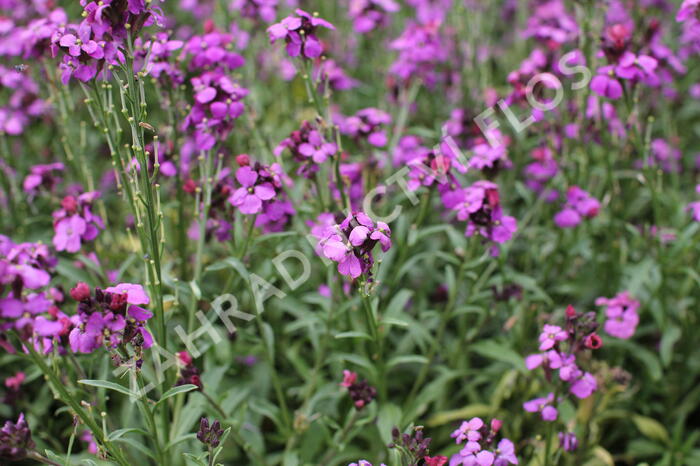Trýzel 'Sunstrong Violet' - Erysimum 'Sunstrong Violet'