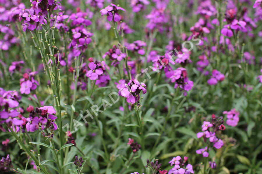 Trýzel 'Sunstrong Violet' - Erysimum 'Sunstrong Violet'