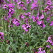 Trýzel 'Sunstrong Violet' - Erysimum 'Sunstrong Violet'