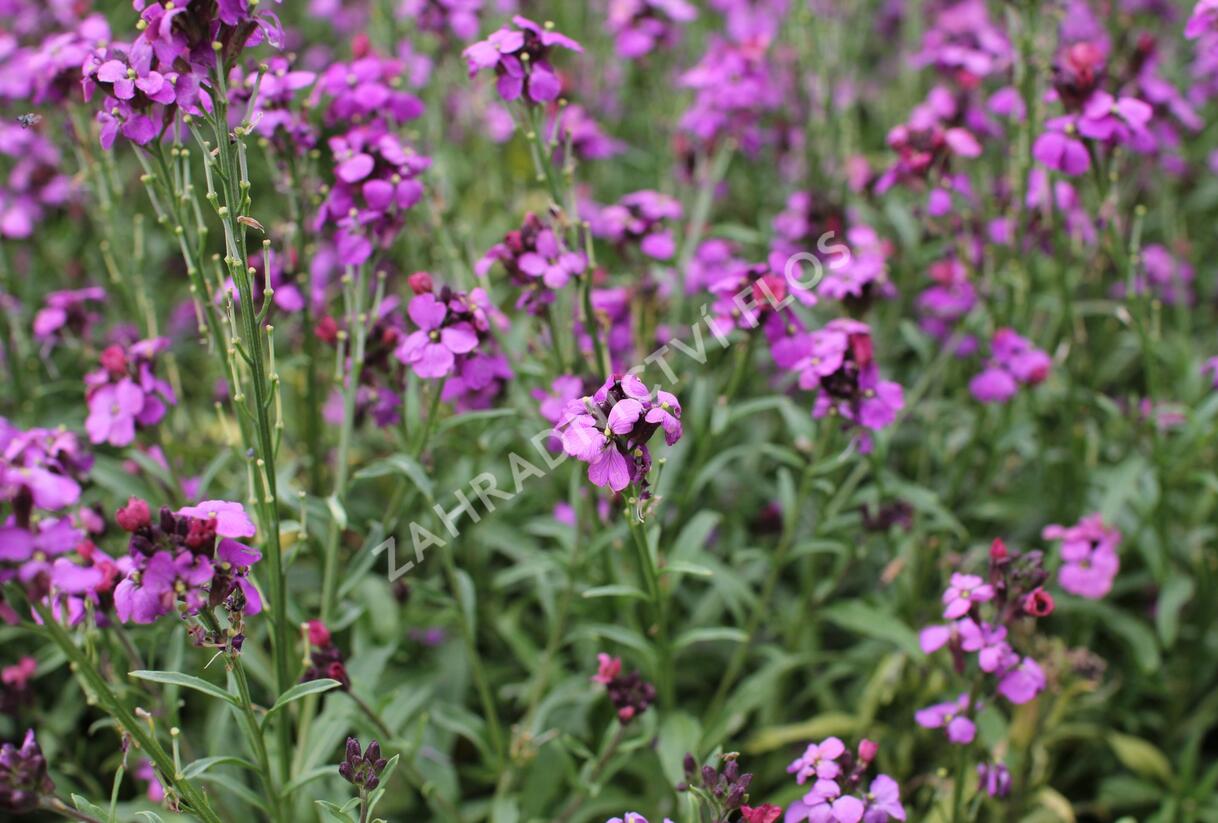 Trýzel 'Sunstrong Violet' - Erysimum 'Sunstrong Violet'