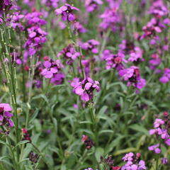 Trýzel 'Sunstrong Violet' - Erysimum 'Sunstrong Violet'