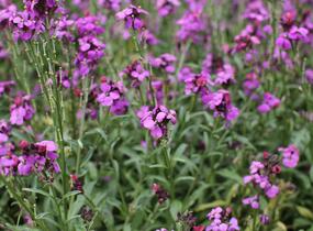 Trýzel 'Sunstrong Violet' - Erysimum 'Sunstrong Violet'