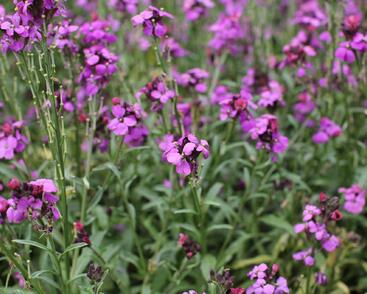 Trýzel 'Sunstrong Violet'