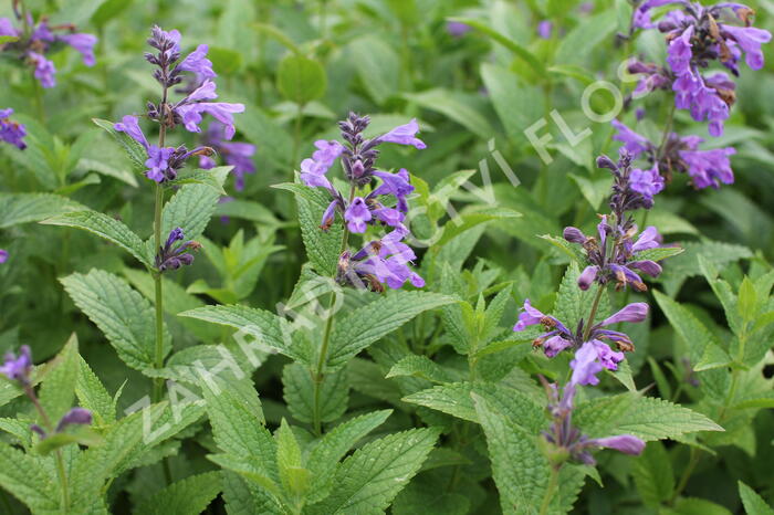 Šanta 'Weinheim Big Blue' - Nepeta 'Weinheim Big Blue'