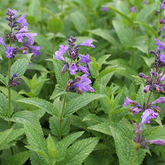 Šanta 'Weinheim Big Blue' - Nepeta 'Weinheim Big Blue'